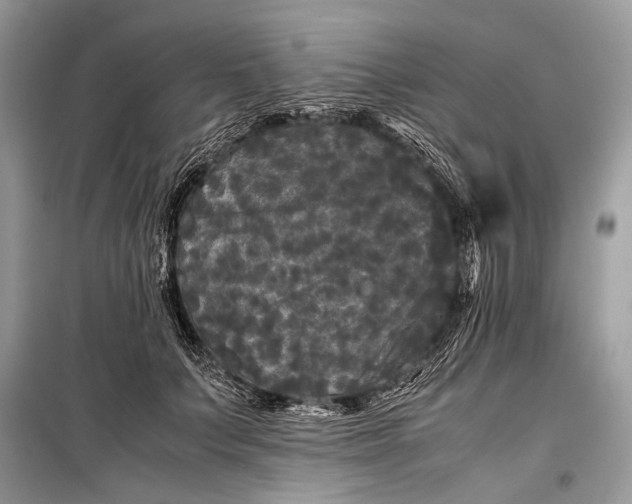 X0000099290703200805161325