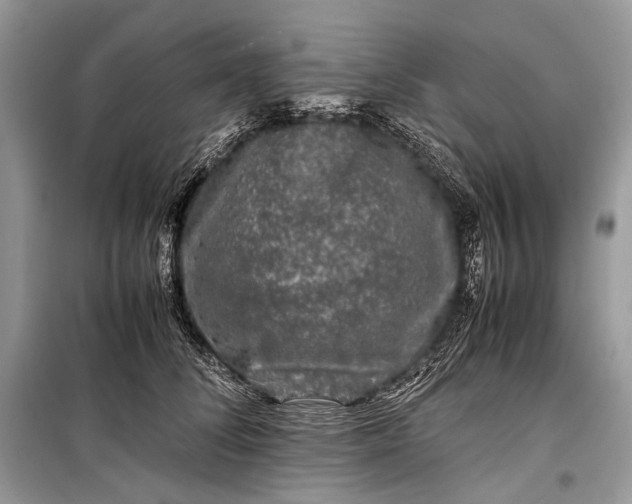 X0000099290708200805161325