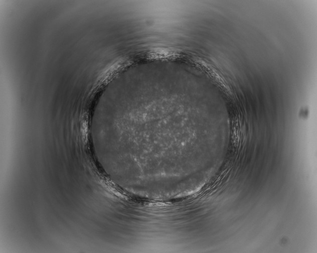 X0000099290716200805161325