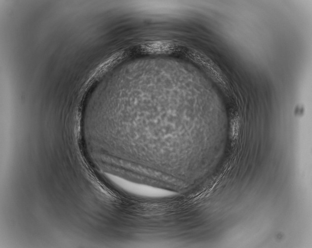 X0000099290733200805161324