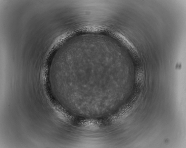 X0000099290736200805161324