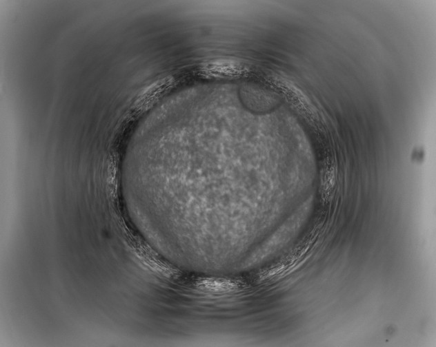 X0000099290749200805161325