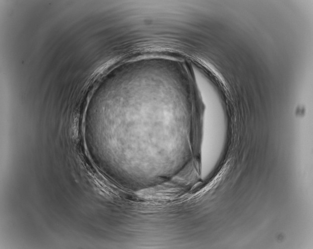 X0000099290777200805161324