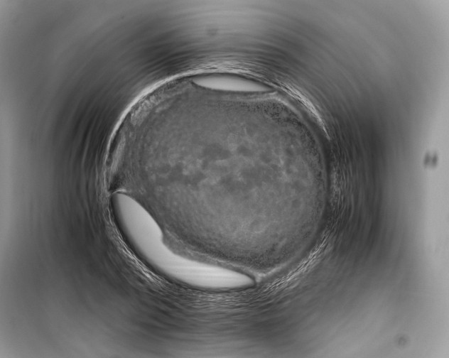 X0000099290784200805161324