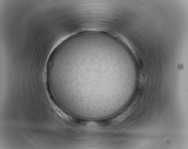 X0000099290787200805161324