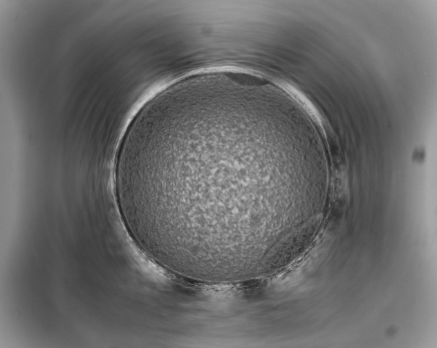 X0000099290813200805161323