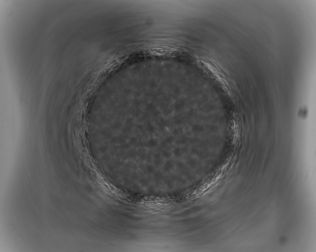 X0000099290817200805161323