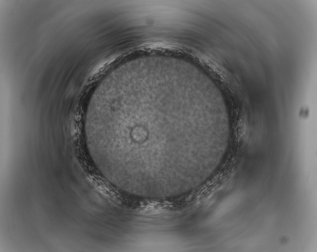 X0000099290824200805161323