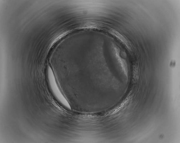 X0000099290826200805161323