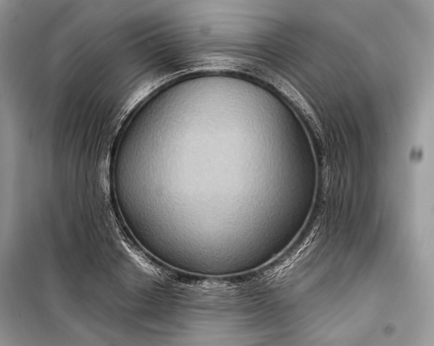 X0000099290842200805161323