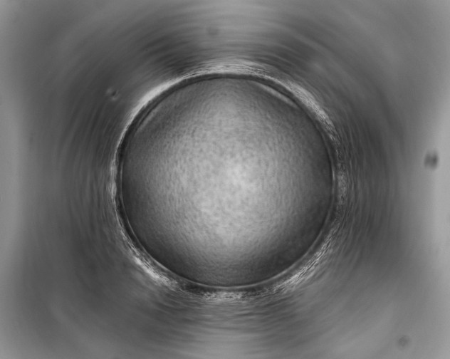 X0000099290846200805161323