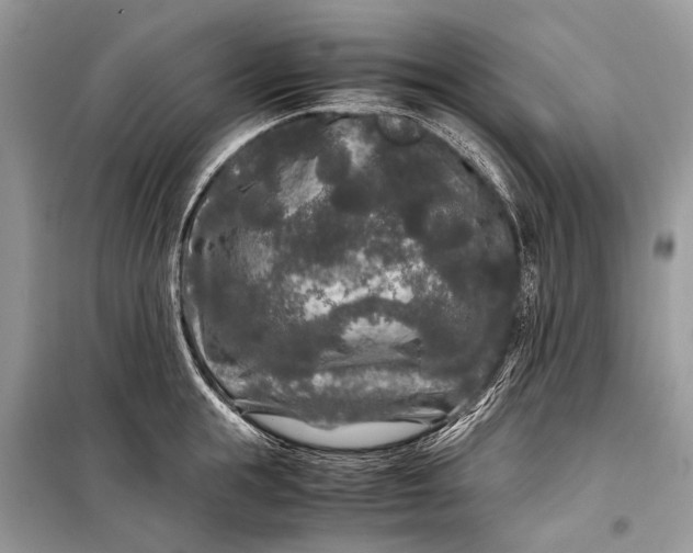 X0000099290855200805161323