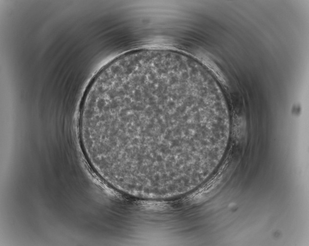 X0000099290856200805161323