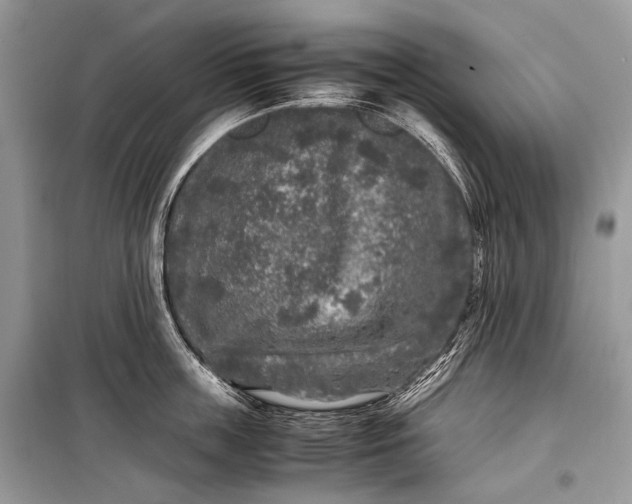 X0000099290859200805161323