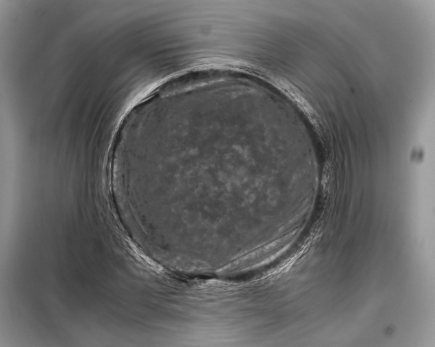 X0000099290877200805161322