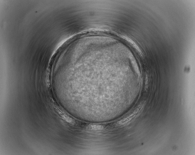 X0000099290878200805161322