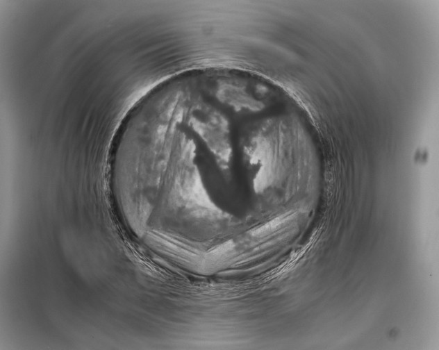 X0000099290879200805161322