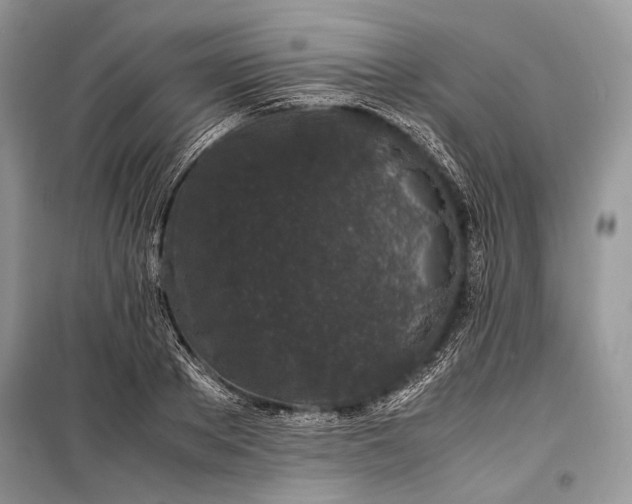 X0000099290889200805161322