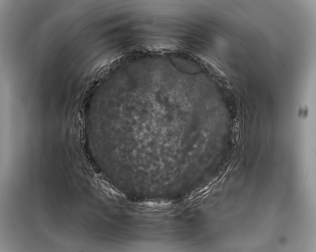 X0000099290917200805161321