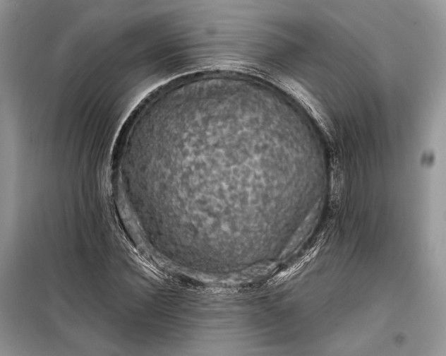 X0000099290924200805161321