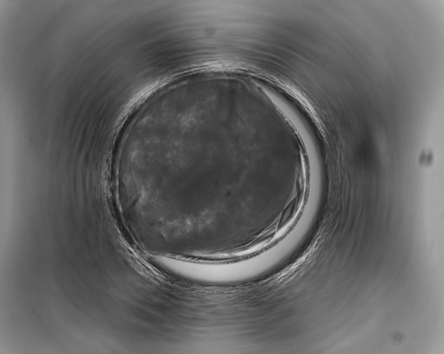 X0000099290930200805161321