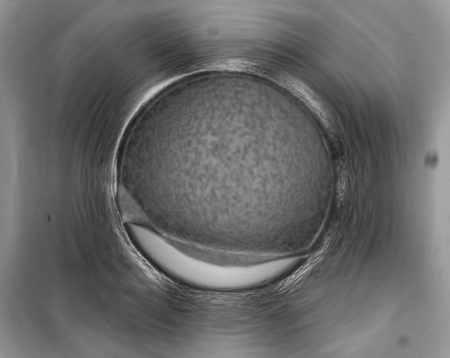 X0000099290940200805161322