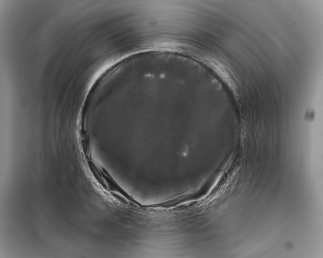 X0000099290944200805161322