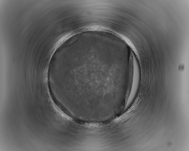 X0000099290946200805161322