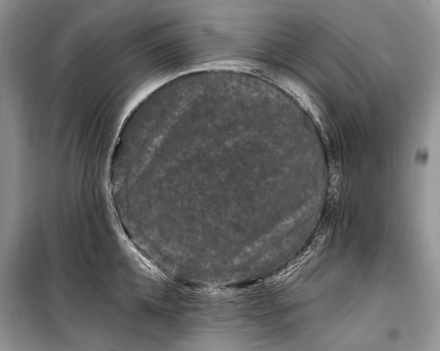 X0000099290952200805161322