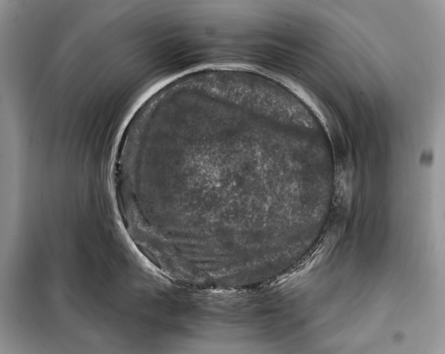 X0000099290959200805161322