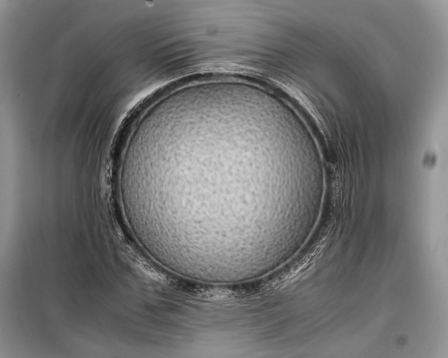 X0000099290971200805161321