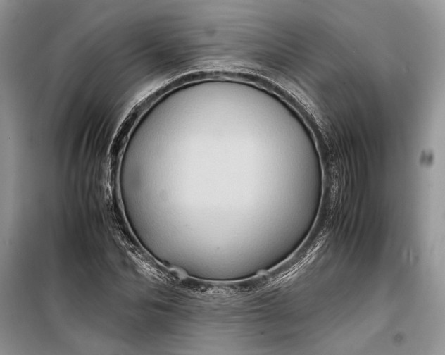 X0000099290974200805161321