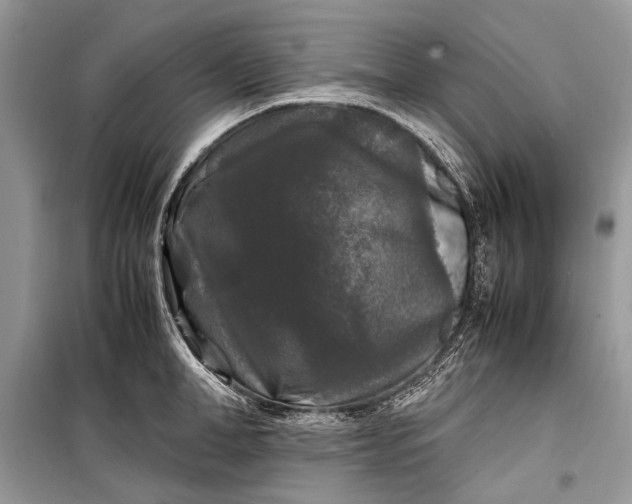 X0000099290998200805161321