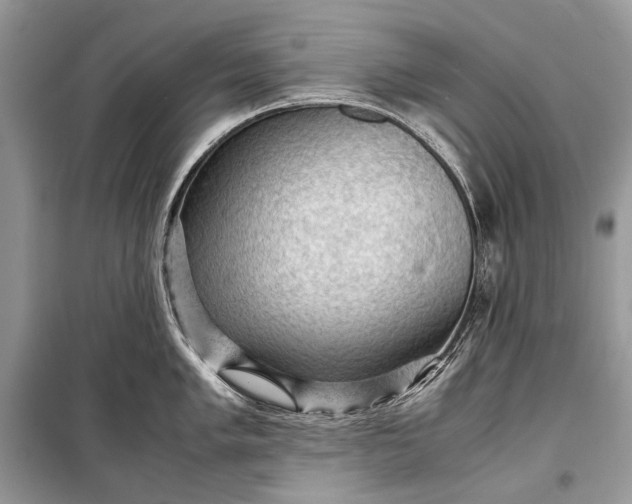 X0000099291005200805161321