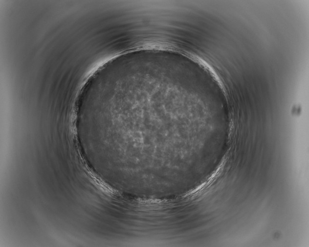 X0000099291019200805161320