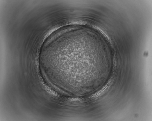 X0000099291025200805161320