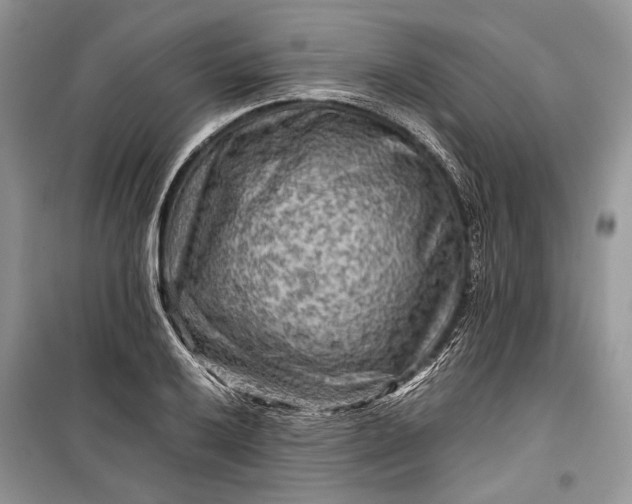 X0000099291032200805161320