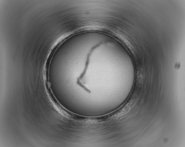 X0000099291034200805161320