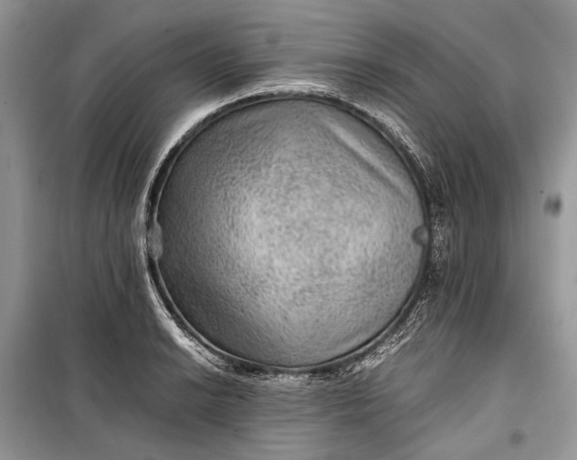 X0000099291038200805161320