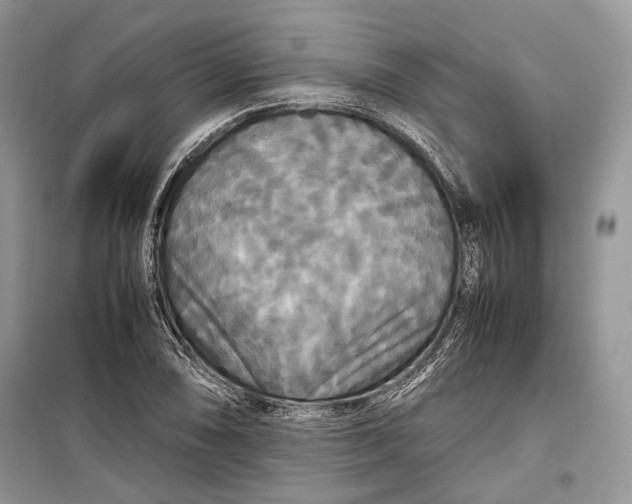 X0000099291074200805161320