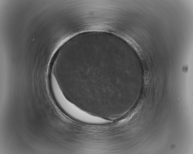 X0000099291077200805161319