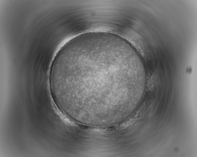 X0000099291086200805161319