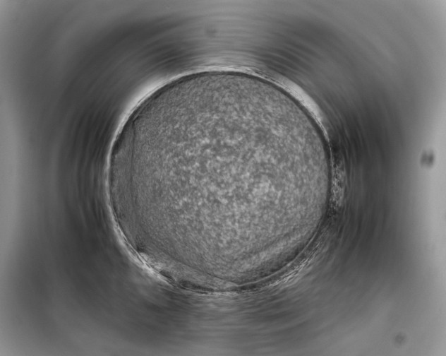 X0000099291096200805161319