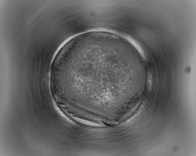 X0000099291100200805161319