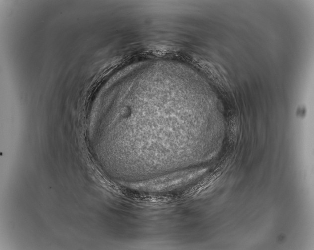 X0000099291105200805161318