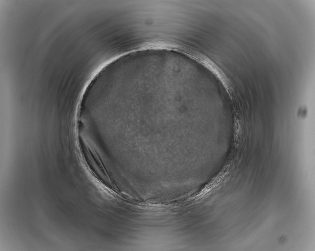 X0000099291124200805161319