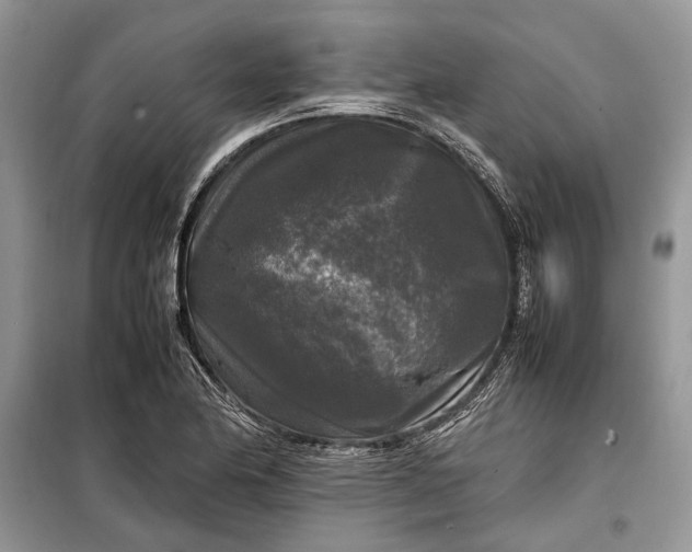 X0000099291174200805161318