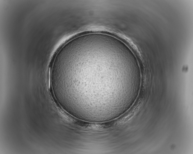 X0000099291175200805161318