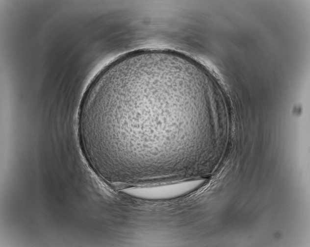 X0000099291183200805161318