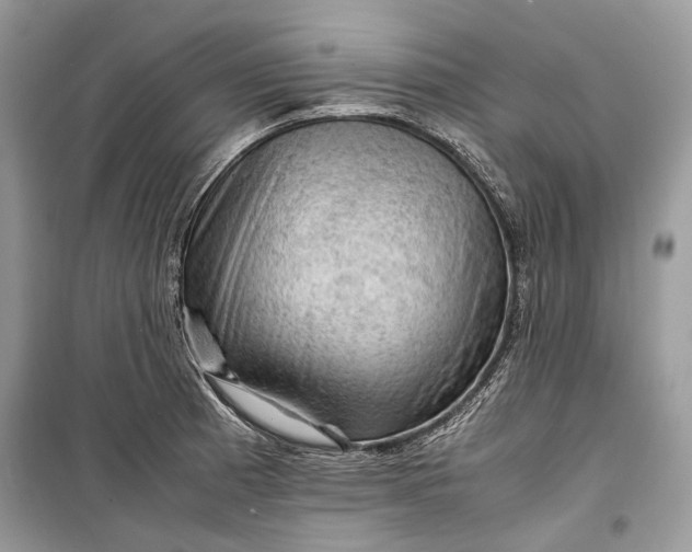 X0000099291185200805161318